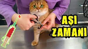 Mila Icin Asi Zamani 3 Kedimizi Veterinere Goturduk Ic Dis Parazit Asisi Youtube