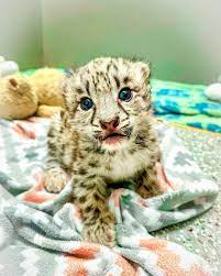 Furry Tails - This baby leopard is snow adorable! 💚🐾 | Facebook