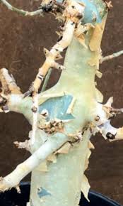 Image result for Commiphora pteleifolia