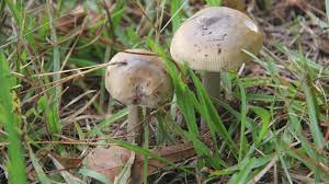 Eating mushrooms every day is nutritionally beneficial, and the amount of mushrooms that most people if you can find mushrooms labeled with this information, you can get the rda for vitamin d eating too many mushrooms. Campbell Vaughn Do Not Eat Those Mushrooms