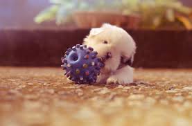 Kopeklerde Kanli Ishal Parvo Parvovirus Patipedia