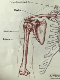 We added an horizontal menu at. The Shoulder Bony Anatomy Part 2 Tami Apland
