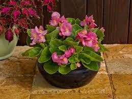 Image result for begonia semperflorens