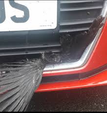 Poor bird stuck in car grill gets hit by another car. Bird Rescued By North East Animal Sanctuary After Getting Wedged In Front Grill Of Car After Crash Evening Express