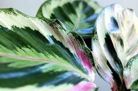 How To Care For And Grow Your Calathea Medallion La Residence Plant Care Tips And More Plant Care Plant Care Houseplant Plants