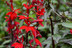 Grow these shade plants for pops of color everywhere. 16 Plants For Soggy Soil Garden Making