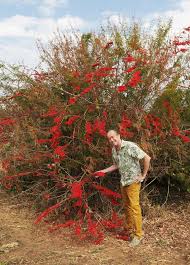 Image result for Combretum microphyllum