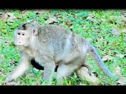 Big Monkey Now Give Birth To Baby Monkey Baby Monkey Animals Monkey
