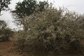 Image result for Gymnosporia putterlickioides