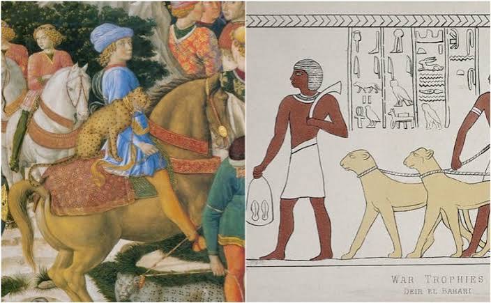 Ancient people in India and the Middle East tamed cheetahs and trained them to ride horses | The Vintage News