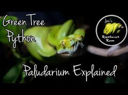 Green Tree Python Paludarium Explained Update Youtube Green Trees Green Tree