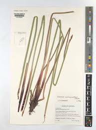 Image result for Eleocharis acutangula