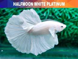 Lihat ide lainnya tentang ikan cupang, ikan kaga berlebihan kalau gw sebut ikan2 cupang ini sebagai bidadari dalam akuarium. Jual Hiasan Aquarium Ikan Cupang Halfmoon White Platinum Di Lapak Sinona Betta Depok Bukalapak