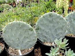 Opuntias are among the most recognizable of all the succulents, if not one of the most familiar of all plants. Opuntia Robusta Wheel Cactus World Of Succulents