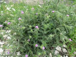 Image result for Carduus leptacanthus