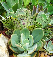 Image result for Kalanchoe marmorata