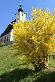 We did not find results for: How To Grow And Care For Forsythia Gardener S Path