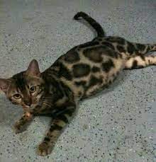 chantelle mortemore adli kullanicinin kedi panosundaki pin 2021 kedi
