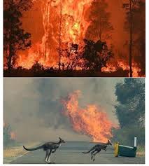 Pray For Australia Forest Fire Animals Life Australia Animals Wild Fire Australian Animals