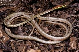 Image result for Microcoelia koehleri