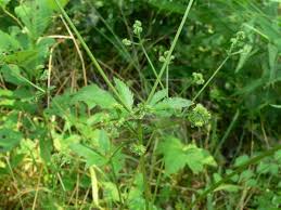 Image result for Sanicula