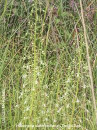 Image result for Habenaria schimperiana
