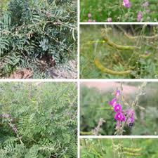 Image result for Vincetoxicum stenolobum