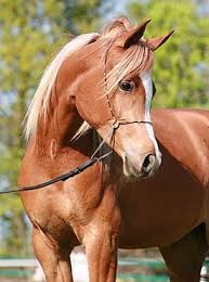 DA Luna el Bri (CH El Brillo x Riva by Narew) 2005 flaxen chestnut ...