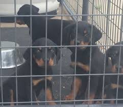 Akc rottweiler puppies north carolina, fayetteville. Litter Of 5 Rottweiler Puppies For Sale In Fayetteville Nc Adn 37340 On Puppyfinder Com Gender Mal Rottweiler Rottweiler Puppies Rottweiler Puppies For Sale