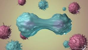 Image result for T-Lymphocyte