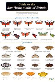 A Guide To The Day Flying Moths Of Britain Identification
