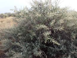 Image result for Tarchonanthus camphoratus