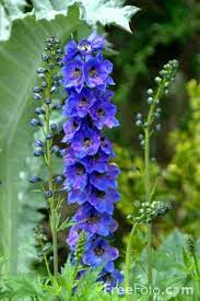 Democratic Underground In My Garden I Like The Delphiniums Azaleas Astilbe And Irises For Their Looks De Delphinium Delphinium Flowers Amazing Flowers