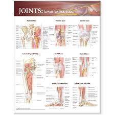 Joints Of The Lower Extremities Anatomical Chart