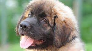 Find local leonberger or large dog in dogs and puppies for sale and rehoming in the uk and ireland. Leonberger Price Temperament Life Span