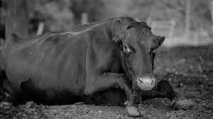 Where his prior film, the acclaimed epic aquarela, was a reminder of the fragility of human tenure on earth, in gunda, master filmmaker viktor kossakovsky reminds us. Gunda Viennale