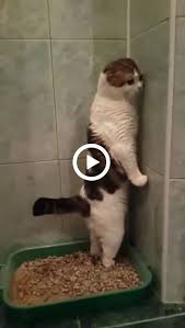 Pin By Rita Todaro On Zapisane Przeze Mnie In 2020 Baby Animals Funny Animal Gifs Funny Animal Videos