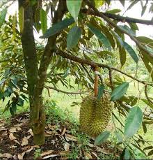 Cara pembajaan yang paling mudah adalah dengan menabur baja di bawah kanopi pokok sehingga terkeluar sedikit dari hujung. Baja Pokok Durian Musang King D24 Ioi Duri Hitam 1000gram Shopee Malaysia