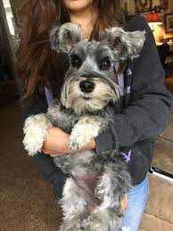 The wiry topcoat will disappear with clipping, but this is the easiest way. Mini Schnauzer Long Lashes Curly Hair Adorable Lillie Mini Schnauzer Puppies Miniature Schnauzer Schnauzer