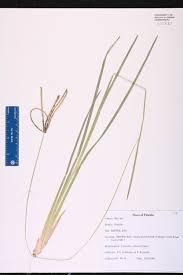 Image result for Eustachys