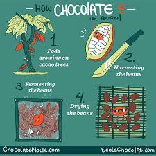 Chocolate is made from the seeds of the cocoa tree. Ecole Chocolat Lesson How Chocolate Is Made