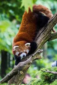 Red Panda Red Panda Scary Animals Cute Baby Animals