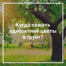 Satu dari banyak foto stok gratis yang menakjubkan dari pexels. Penanaman Bibit Bunga Di Lahan Terbuka Aturan Dasar Untuk Tumbuh Kapan Menanam Bibit Dan Biji Bunga Di Tanah