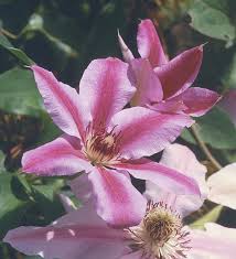 Image result for Clematis uhehensis