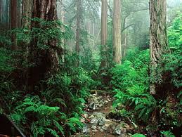 Only the best hd background pictures. Hd Redwood Forest Wallpapers Peakpx