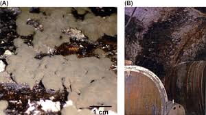 Image result for Ancylobothrys robusta