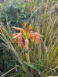Image result for Aloe cooperi