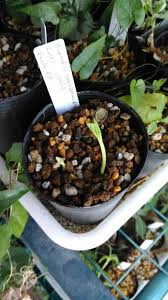 Image result for Momordica cardiospermoides