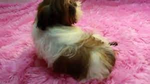 Shih tzu puppies for sale in wales. Red White Imperial Shih Tzu Puppies For Sale Imperial Shih Tzu Youtube