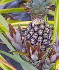This variety ripens to a golden glow. When They Say The Blacker The Berry The Sweeter The Fruit They Must Have Been Talking About The Antigua Black Pineapple The Sweetest Pineapple Which Is Techni